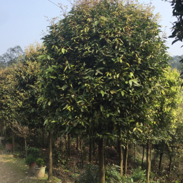 天竺桂5至15大量有货