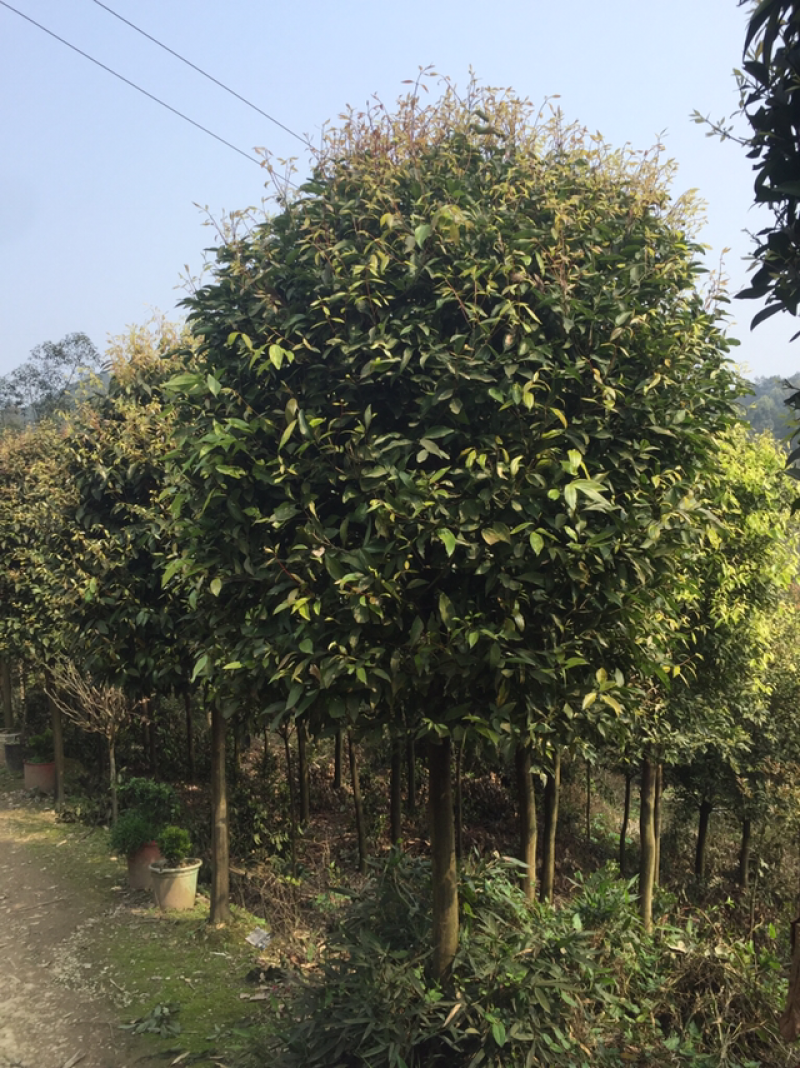 天竺桂5至15大量有货