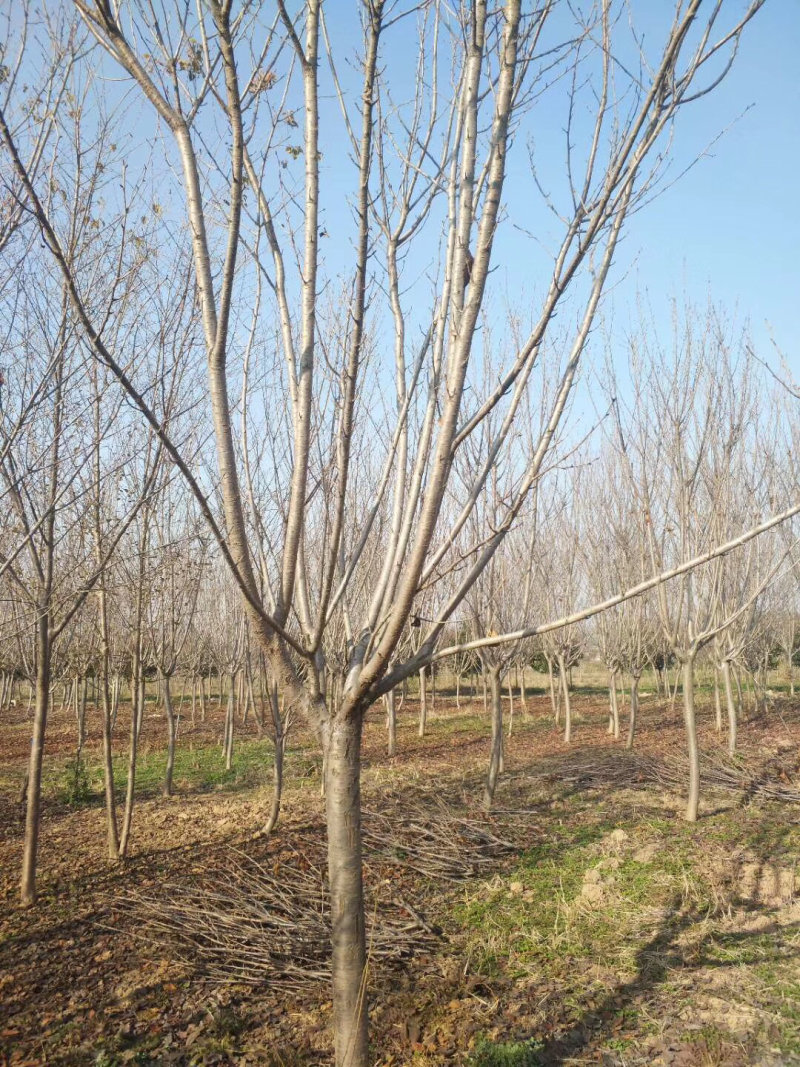 大量供应10公分精品樱花