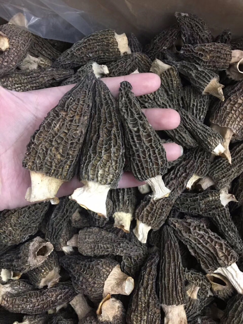 羊肚菌