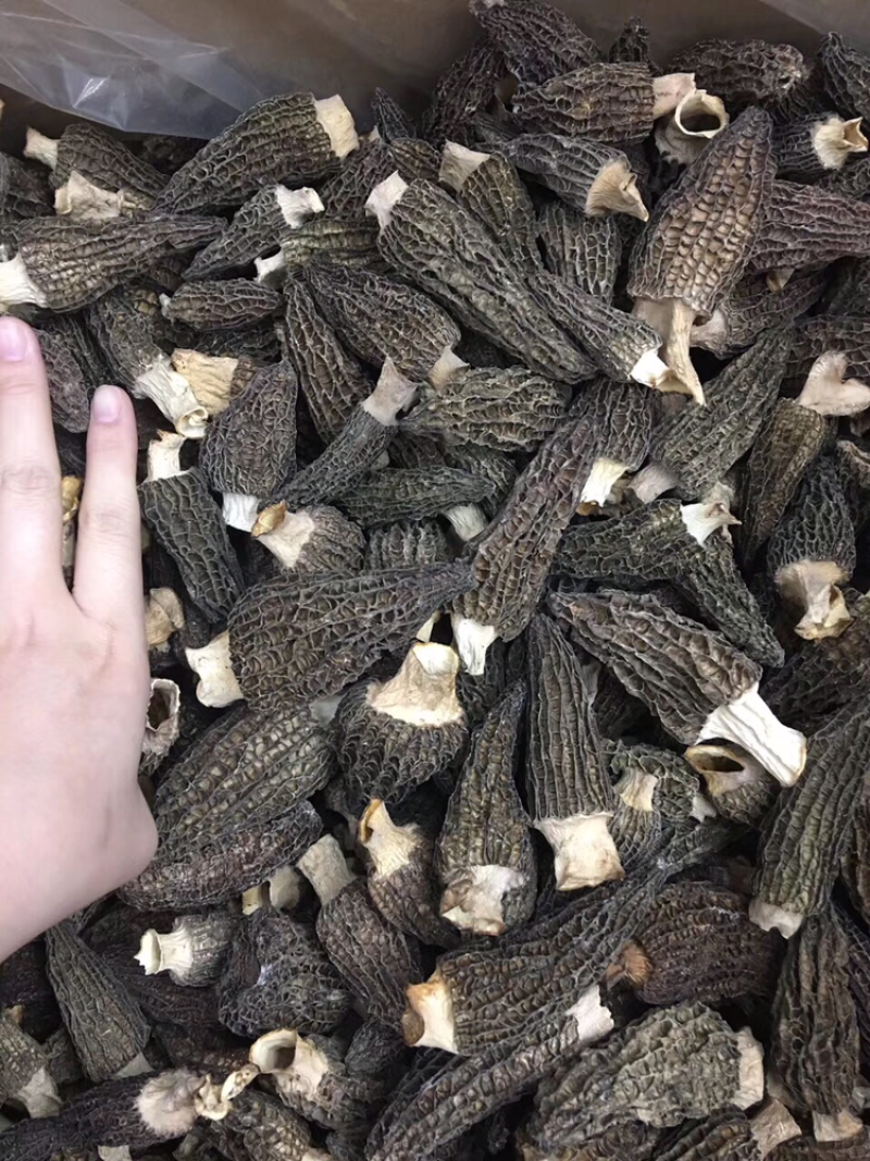 羊肚菌