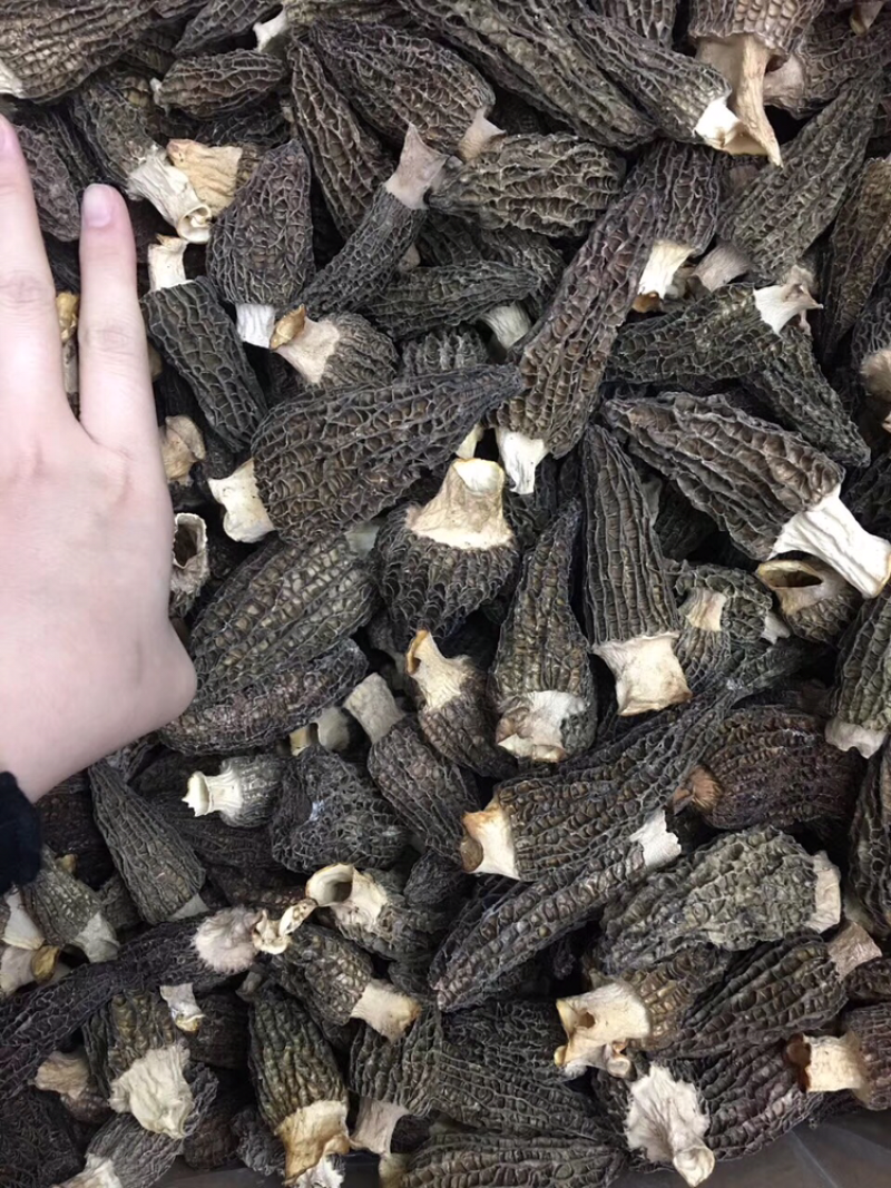 羊肚菌