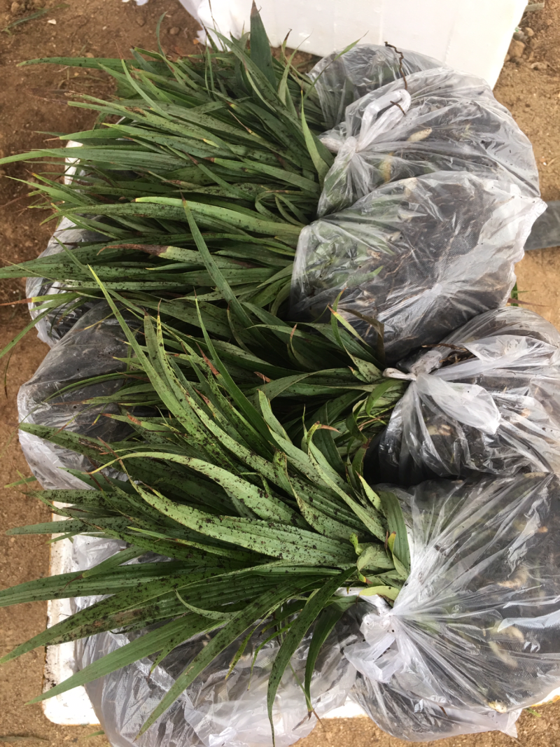 紫花三叉白芨种苗2年苗块茎2公分以上