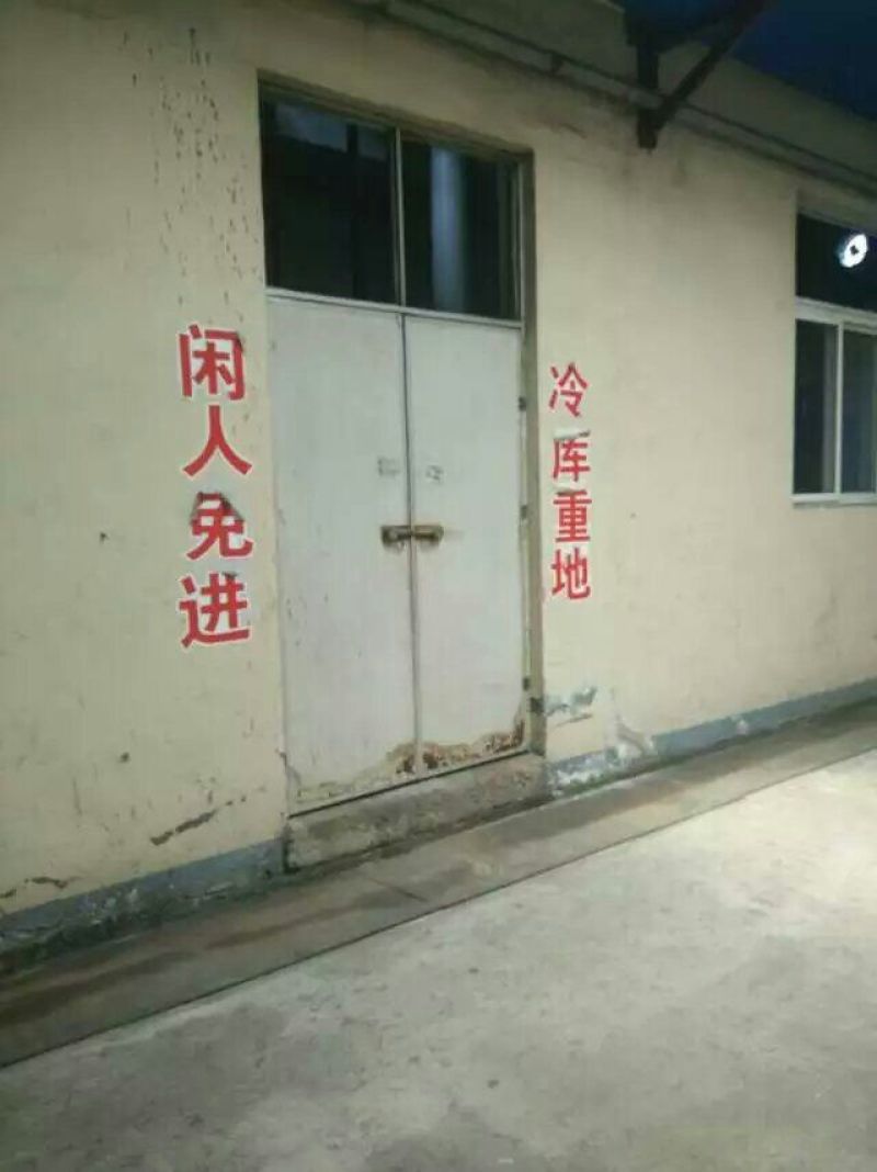 桃树苗80cm以上