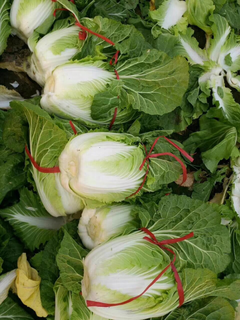 山东青州春季大白菜已经大量上市，欢迎前来选购