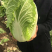 山东青州春季大白菜已经大量上市，欢迎前来选购