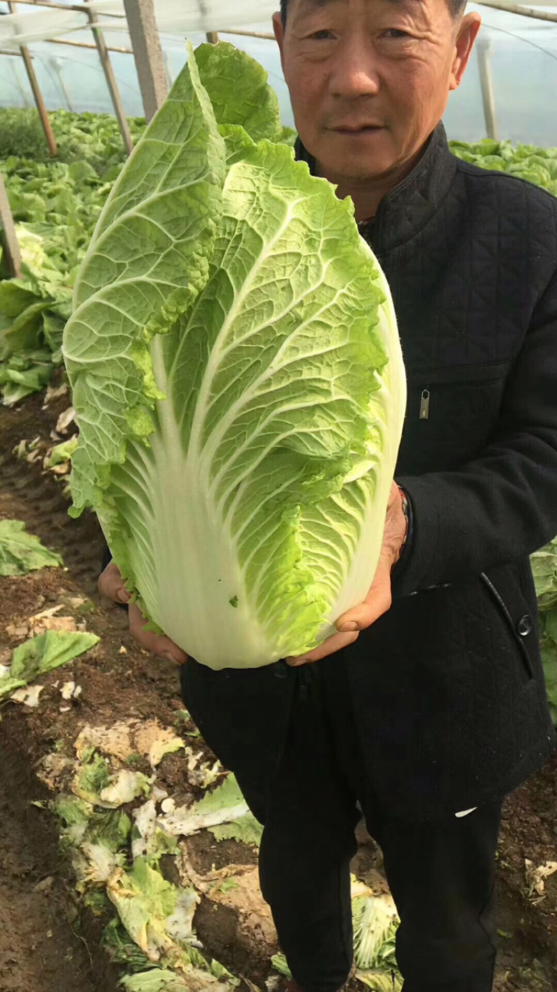 山东青州春季大白菜已经大量上市，欢迎前来选购