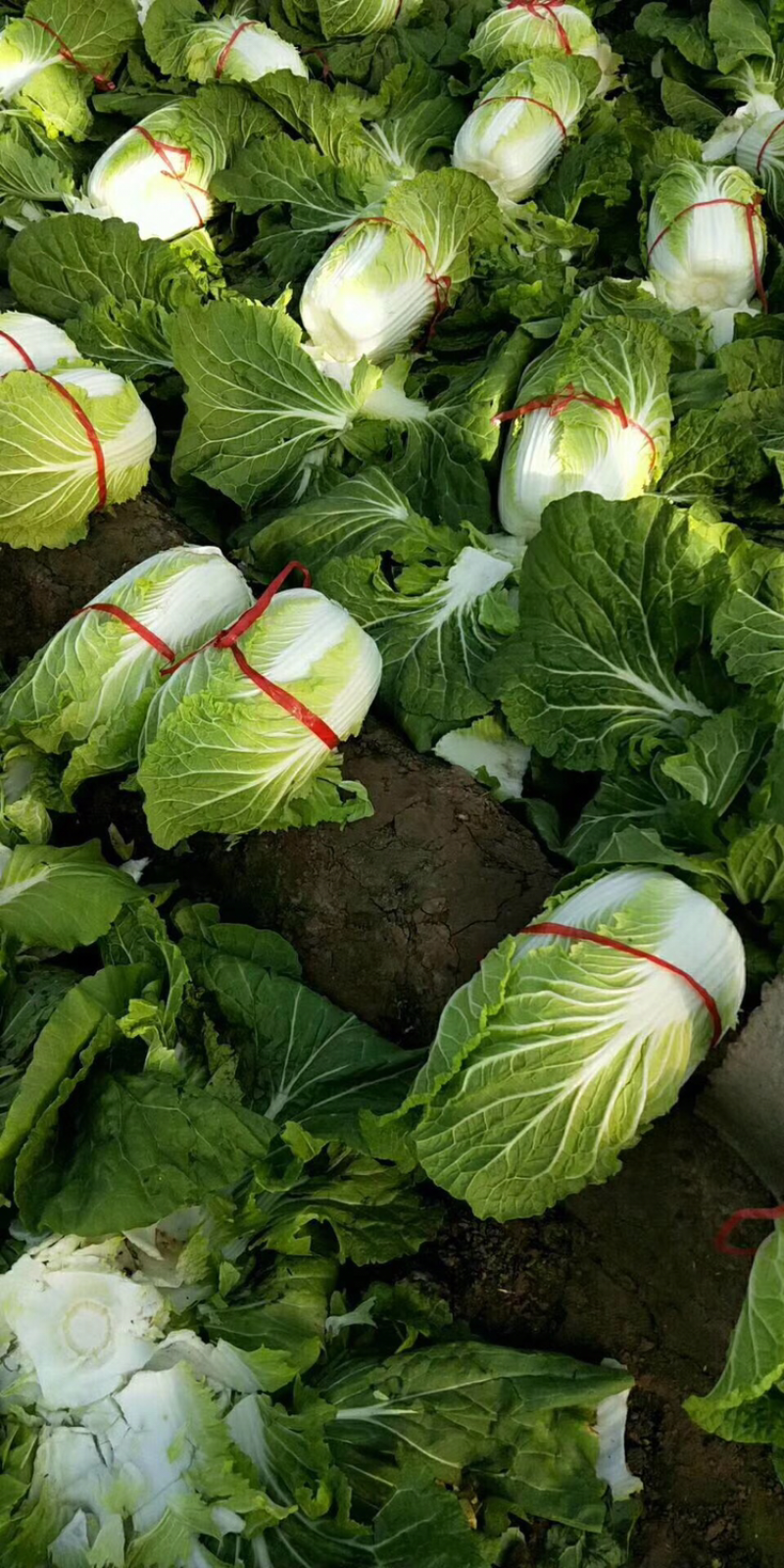 山东青州春季大白菜已经大量上市，欢迎前来选购