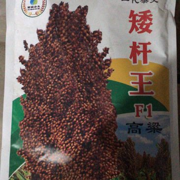 抗鸟高产矮杆王杂交酿酒高粱种子株高1.2米矮杆大穗抗病