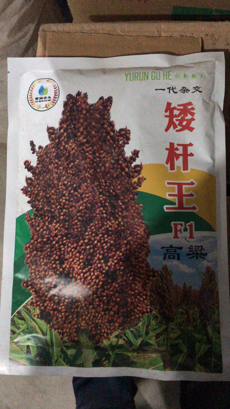 抗鸟高产矮杆王杂交酿酒高粱种子株高1.2米矮杆大穗抗病