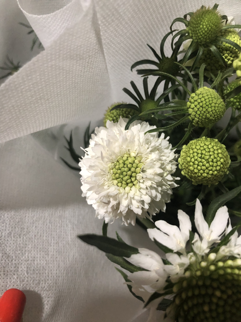 松虫草