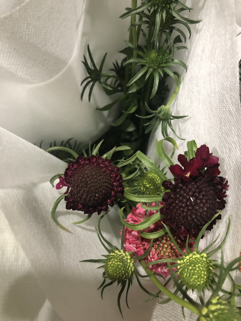 松虫草