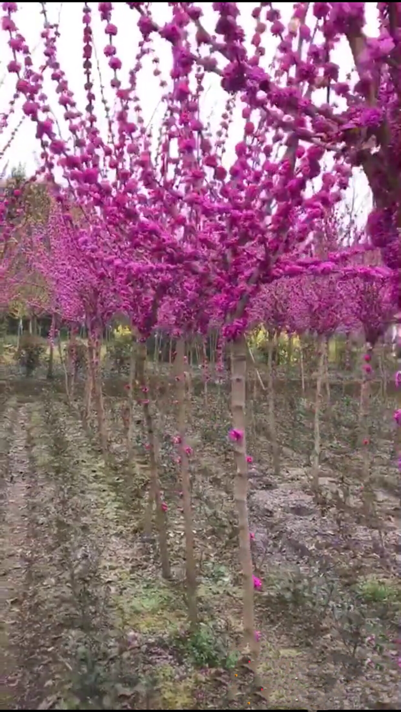 绿化苗木3公分紫荆