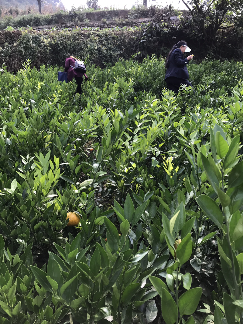 精品温州蜜橘树苗80cm以上