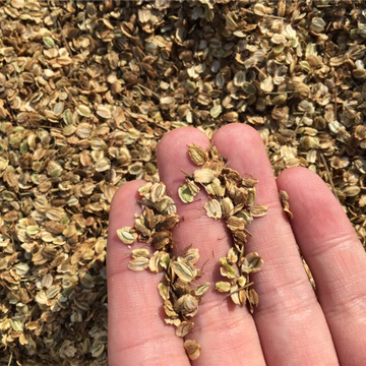 白芷种子中药材种子纯新包发芽提供种植技术价格上涨