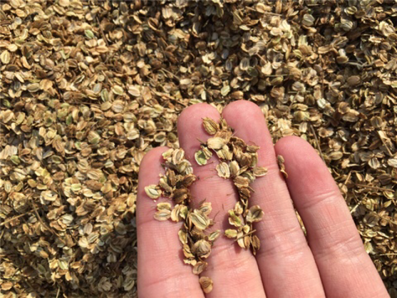 白芷种子中药材种子纯新包发芽提供种植技术价格上涨