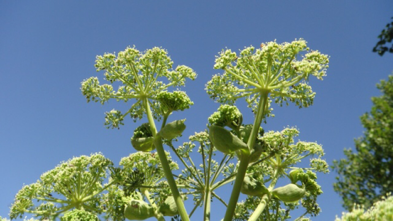 白芷种子中药材种子纯新包发芽提供种植技术价格上涨