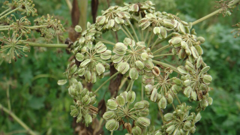 白芷种子中药材种子纯新包发芽提供种植技术价格上涨