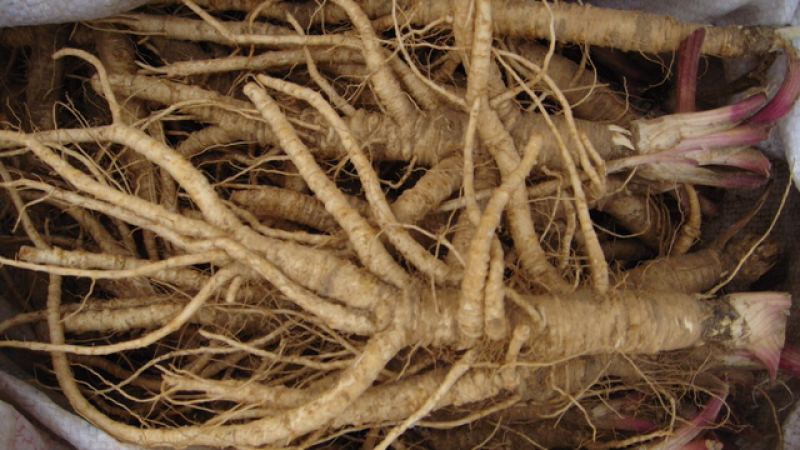 白芷种子中药材种子纯新包发芽提供种植技术价格上涨