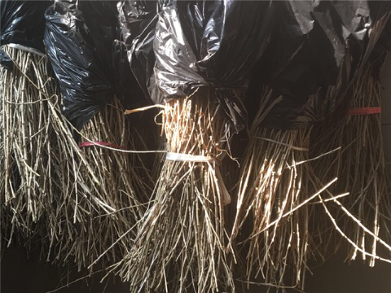 枸杞苗韩国苗一年生亩用700棵可快递物流