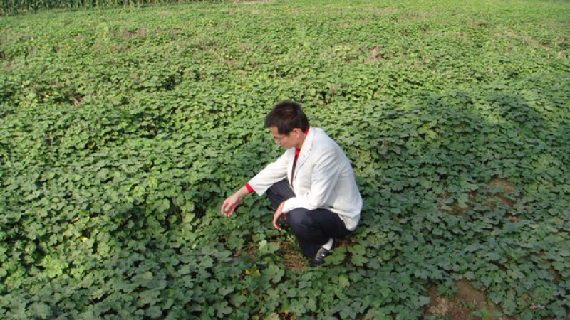 瓜蒌秧苗批发零售免费种植技术欢迎选购