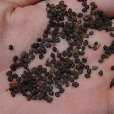 黄芪种子纯新包发芽风车净选提供种植技术