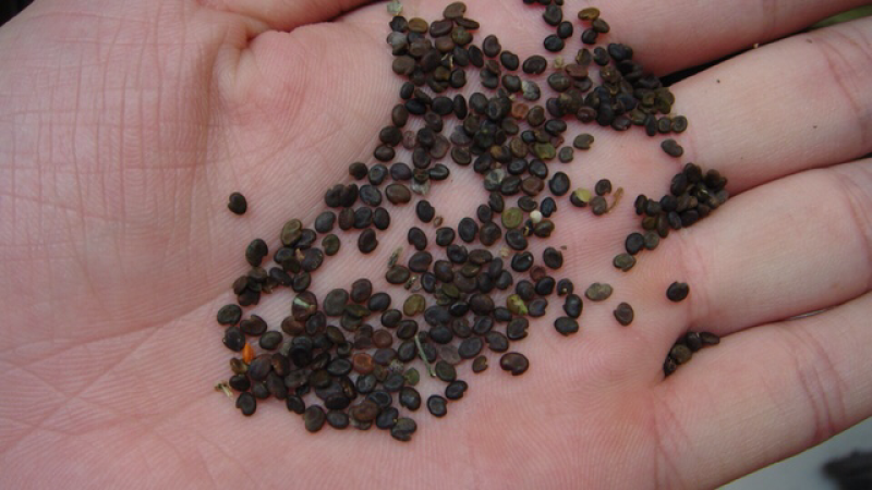 黄芪种子纯新包发芽风车净选提供种植技术