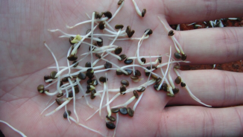 黄芪种子纯新包发芽风车净选提供种植技术