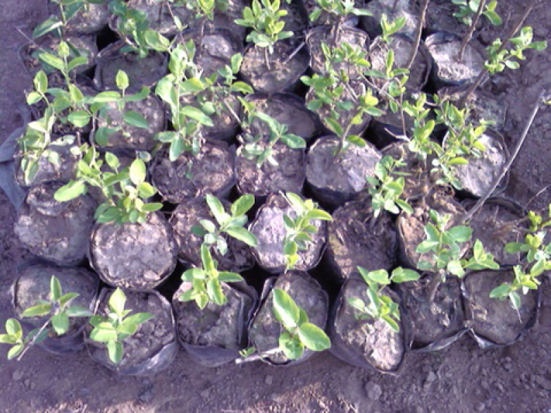 金银花苗双花秧苗一年2年苗子可选购提供种植技术