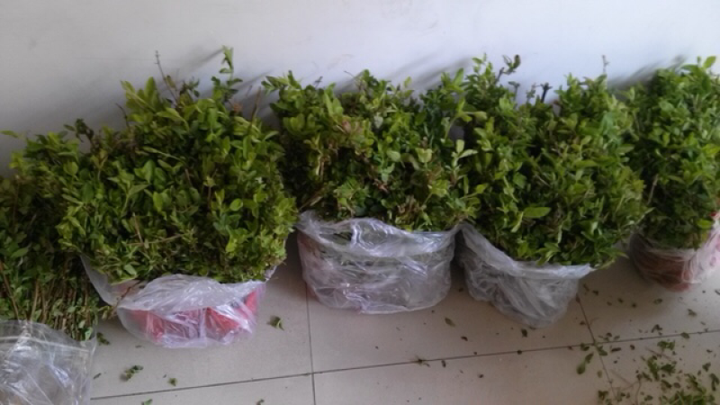 金银花苗双花秧苗一年2年苗子可选购提供种植技术