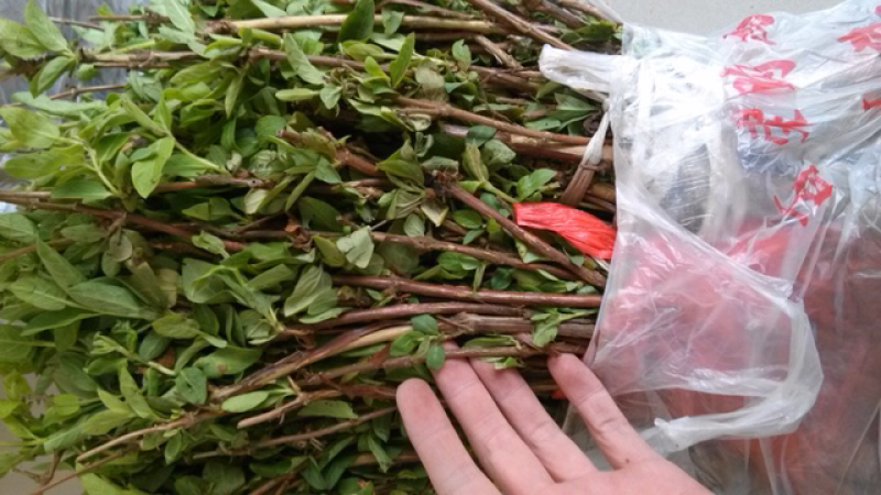 金银花苗双花秧苗一年2年苗子可选购提供种植技术