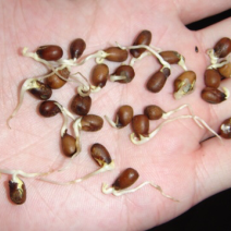 大量出售苦参种子，质量优良，量大从优，欢迎选购
