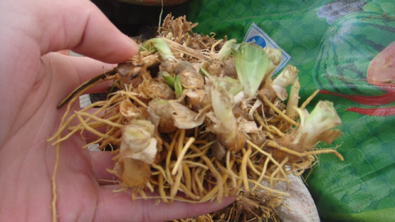 射干种子，长期大量供应，品质优良，欢迎选购