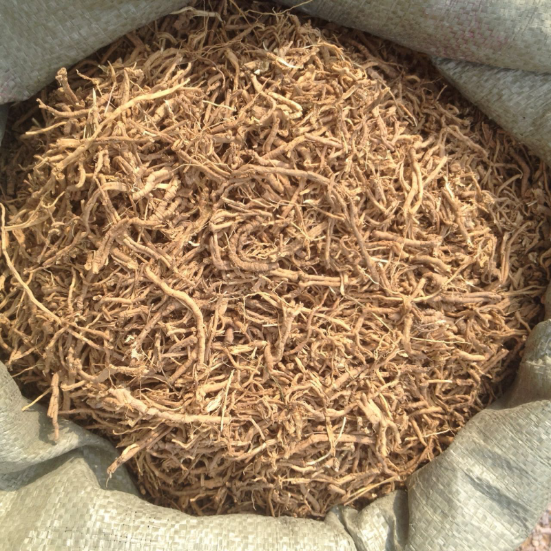 远志种子纯新包发芽风车净选量大优惠欢迎惠顾