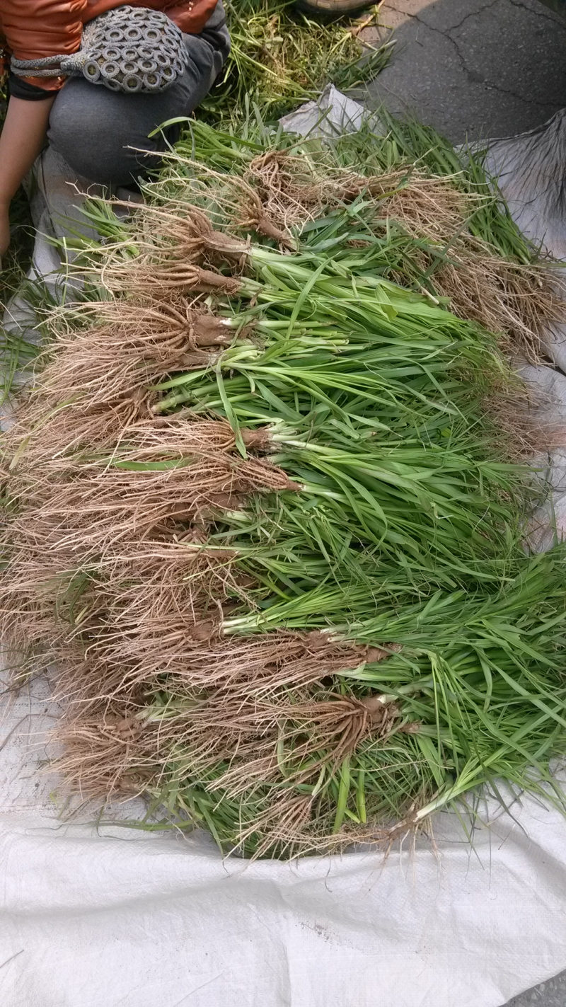 知母种子，品质良好，大量供应，量大从优，欢迎选购