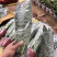 虎皮兰批发各种规格各个品种。