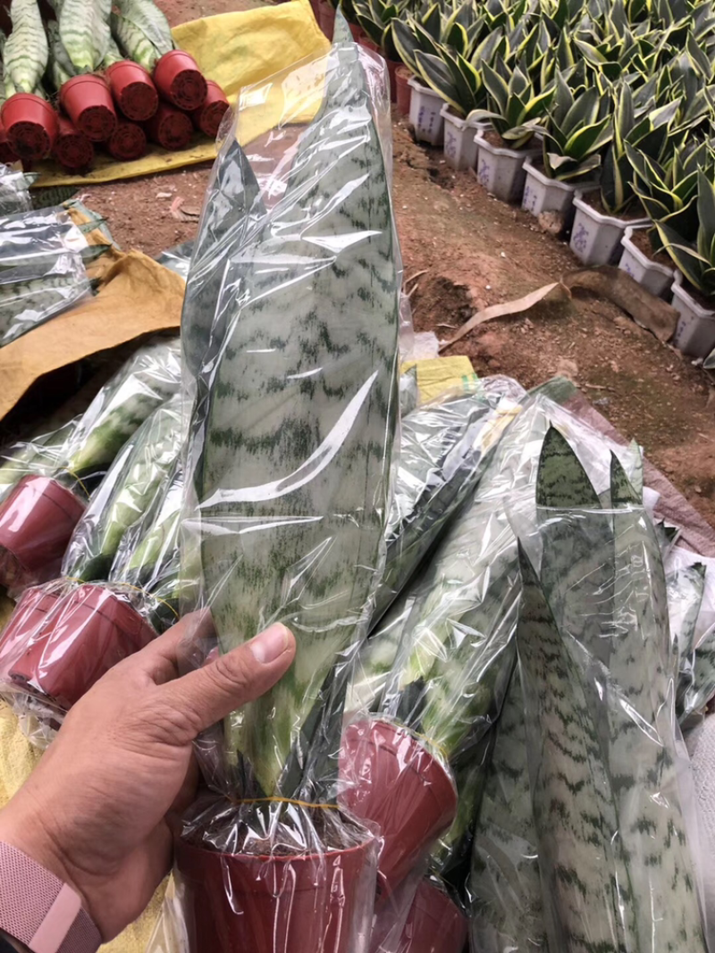 虎皮兰批发各种规格各个品种。