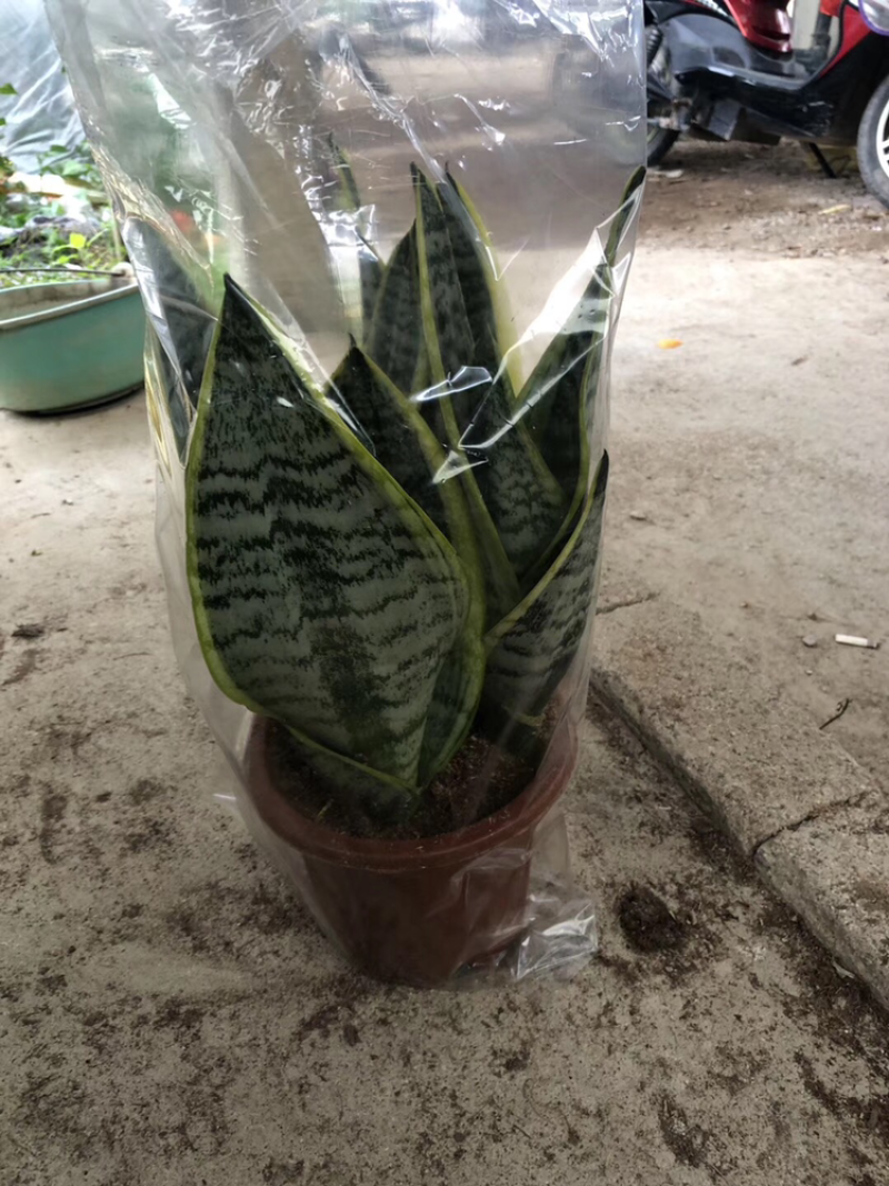 虎皮兰批发各种规格各个品种。