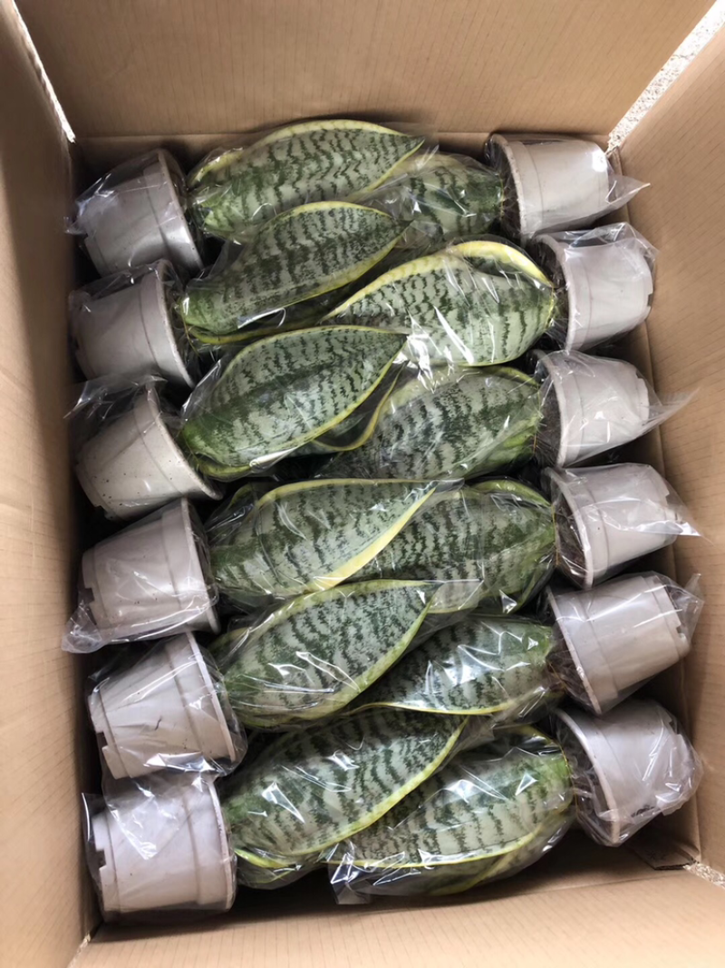 虎皮兰批发各种规格各个品种。