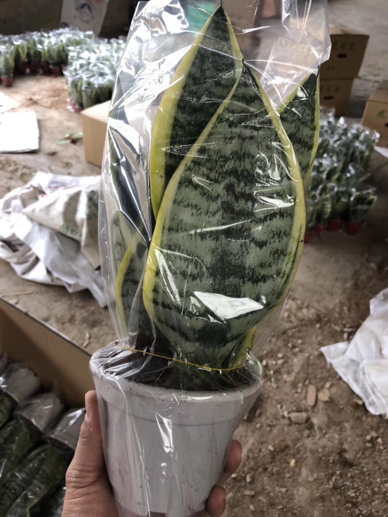 虎皮兰批发各种规格各个品种。
