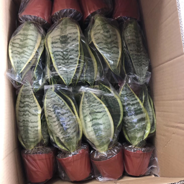 虎皮兰批发各种规格各个品种。