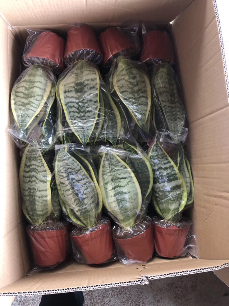 虎皮兰批发各种规格各个品种。
