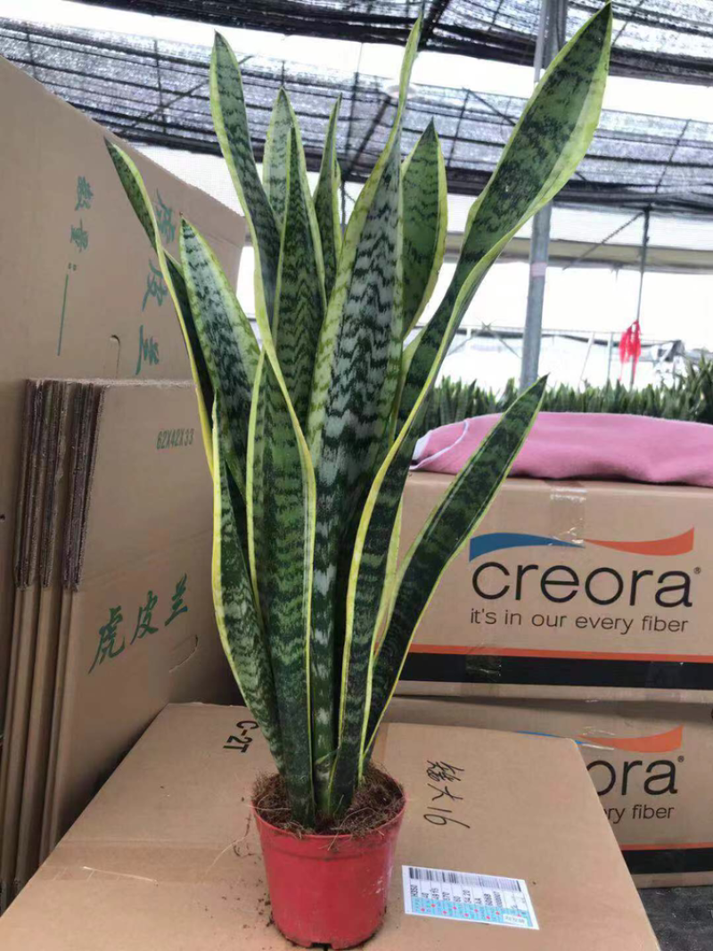 虎皮兰批发各种规格各个品种。