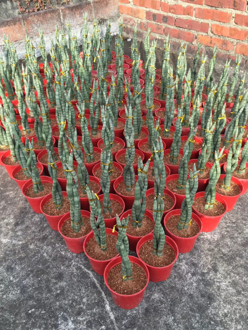 虎皮兰批发各种规格各个品种。