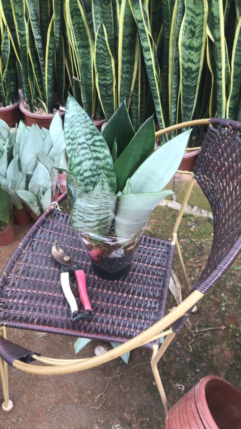 虎皮兰批发各种规格各个品种。