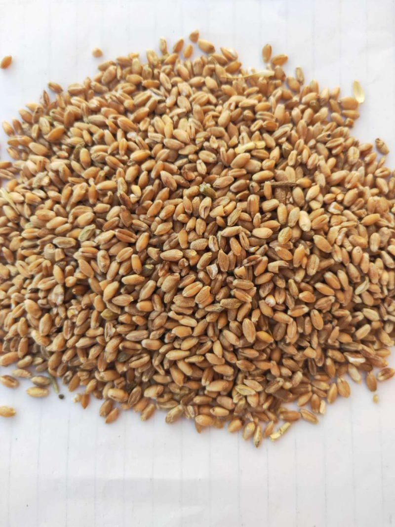 小麦东北地区红皮硬质小麦场地直供