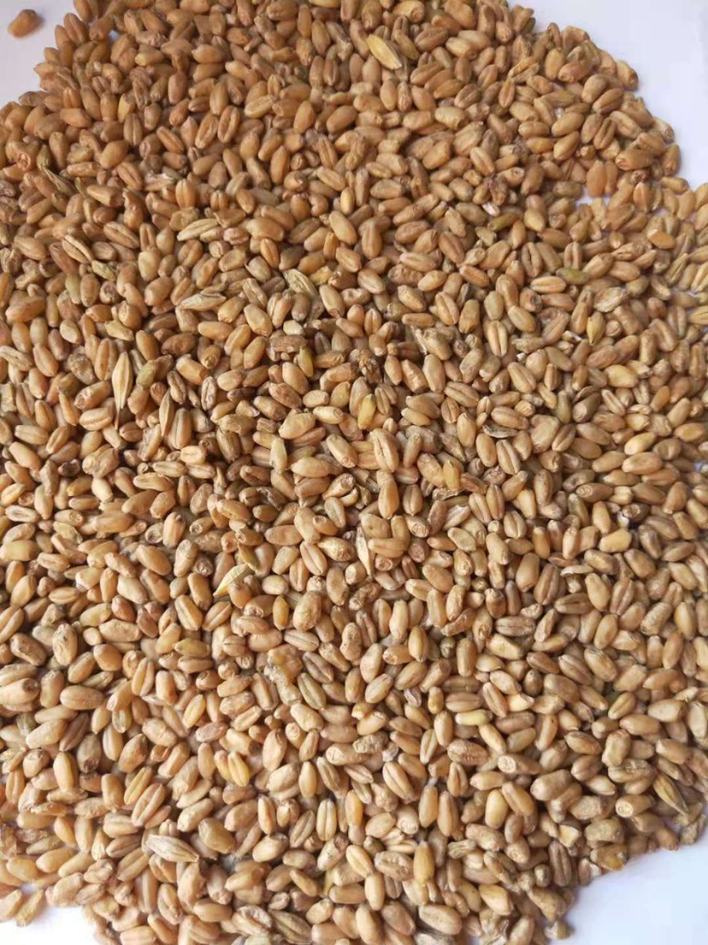 小麦东北地区红皮硬质小麦场地直供