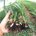 三叉白芨种苗2年苗块茎2公分以上紫花白芨苗