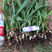 三叉白芨种苗2年苗块茎2公分以上紫花白芨苗
