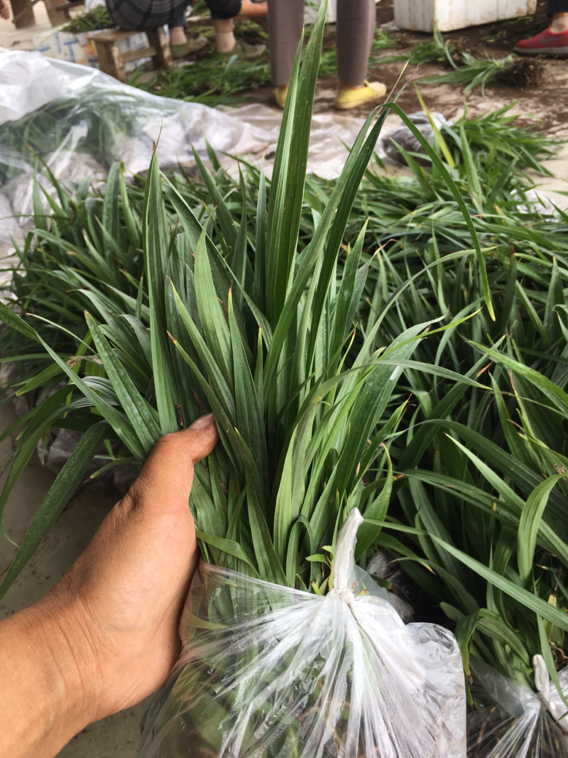 三叉白芨种苗2年苗块茎2公分以上紫花白芨苗